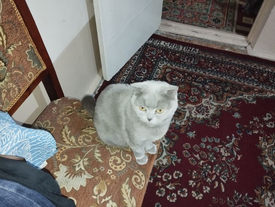 Skottish Fold va strayt zudlik bilan sotiladi