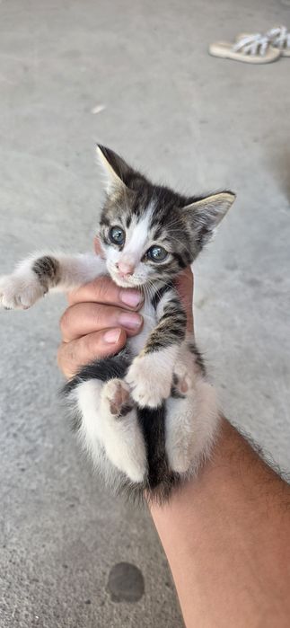 Мушукчалар кораси хам бор