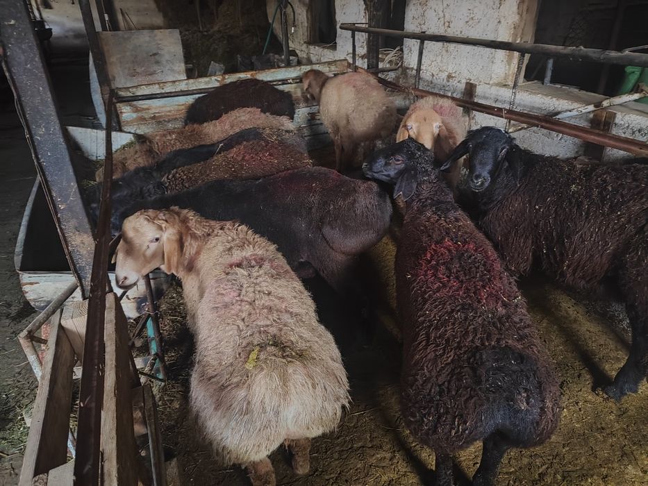 Кучкорлар сотилади