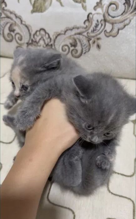 Милашки котята 1.5 мес