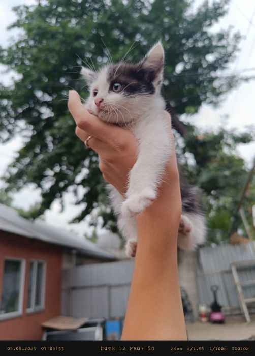 Отдам котенка в добрые руки