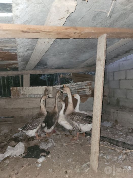 Gòz bor sotiladigan ayol va erkak