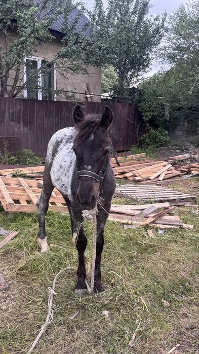 лошадь манголский парода