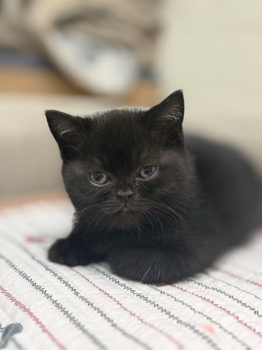 Продаются котята