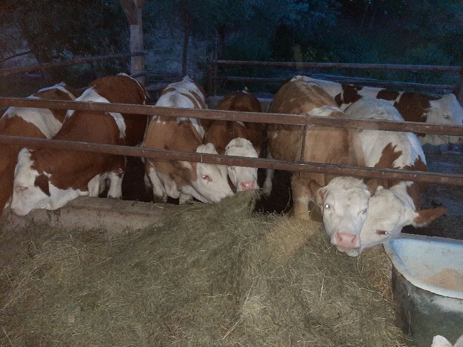 7 vitei masculi castrați  cu greutate de 270 km media ideali de  crescut pt abatorizare.