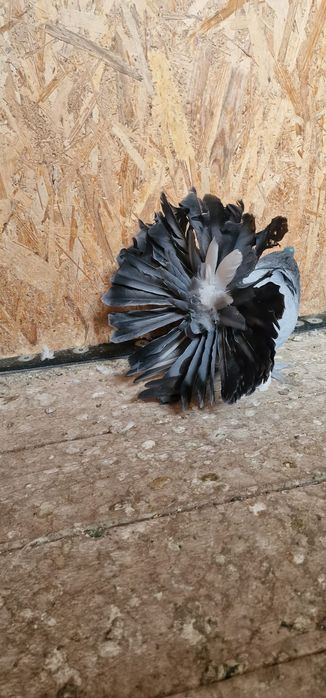 Porumbei votați indieni de vânzare  100lei bucata