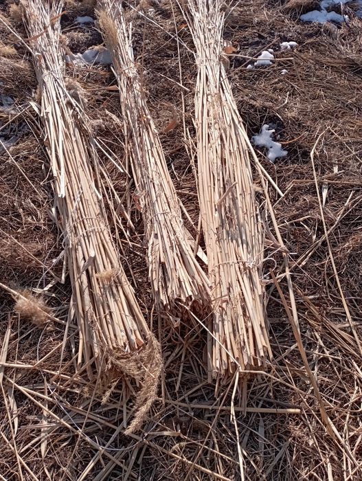 Камыс камыс қамыс