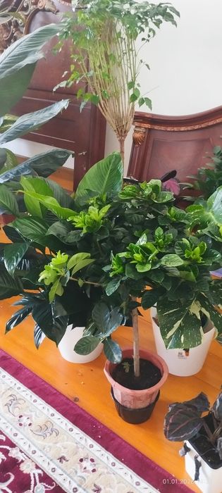 Цветы для офиса для дома и школы