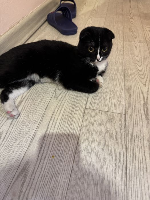 Отдам кошку бесплатно