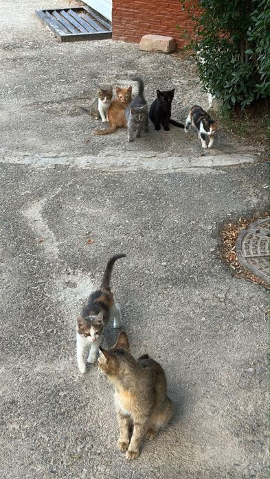 Котята в добрые руки