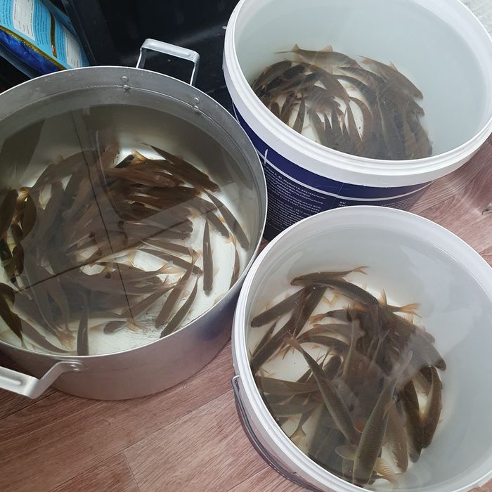 Живцы плотва в Астане