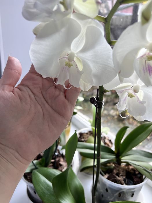 Сортовая орхидея биглип