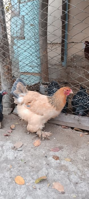 Палевый ва светлый брамалар сотилади, продаю палевые и светлые брамы