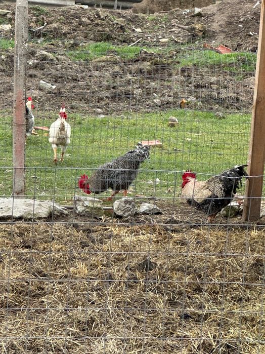 Петли за разплод