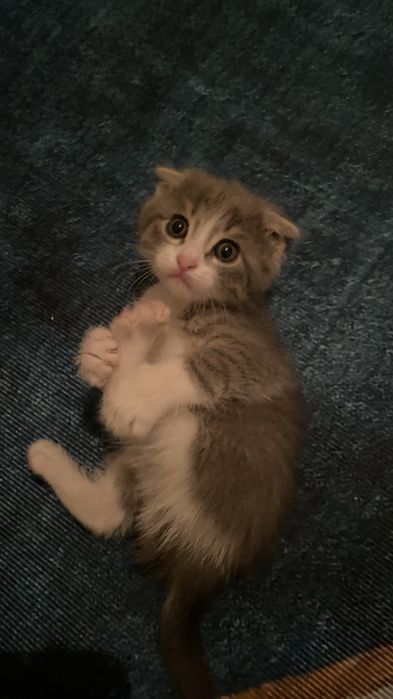 Мысық сатам бағасы 15000