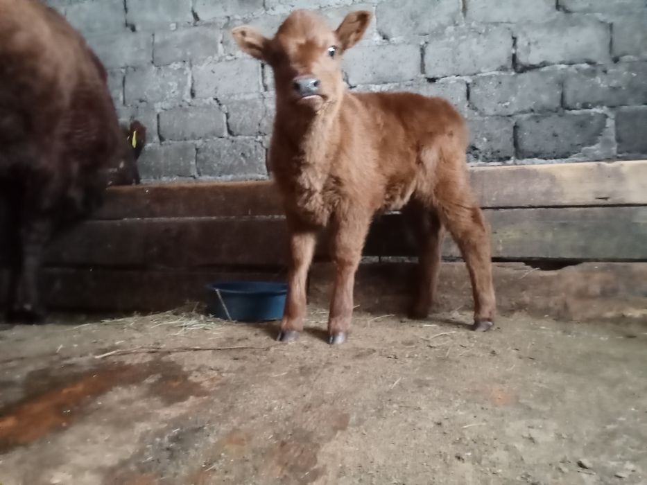 Сыйыр сатам бұзауымен