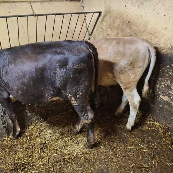 De vânzare viței de 300 kg