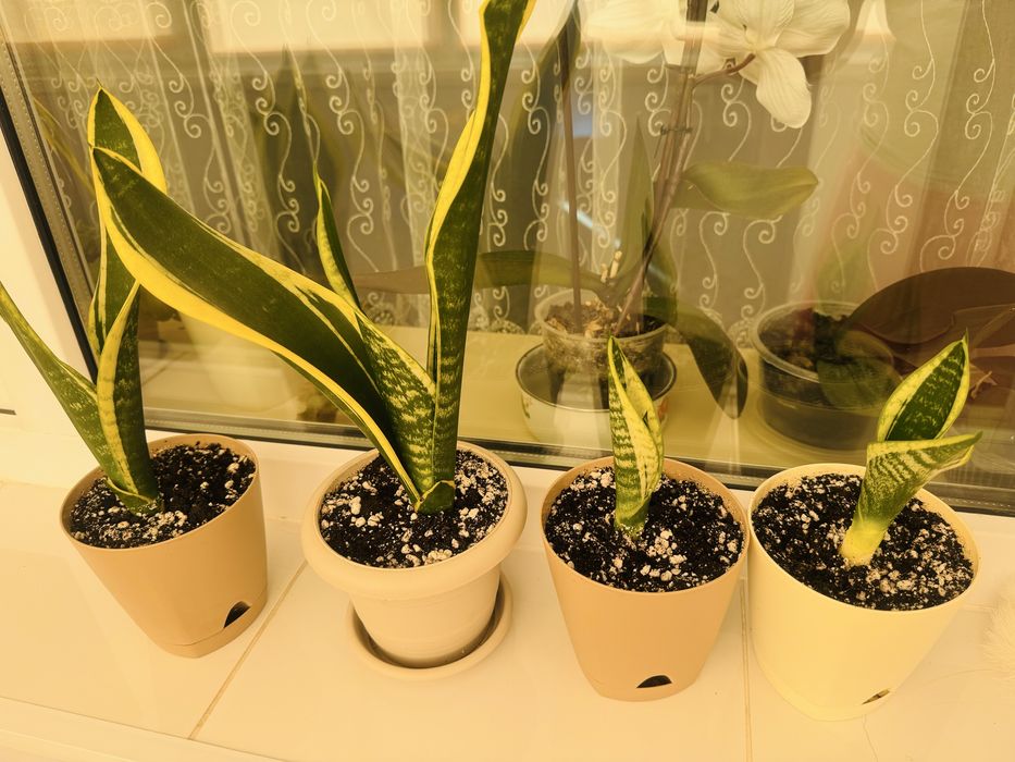 Сансевиерия комнатное растение