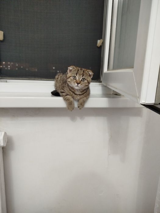 Шотландская вислоухая девочка котёнок