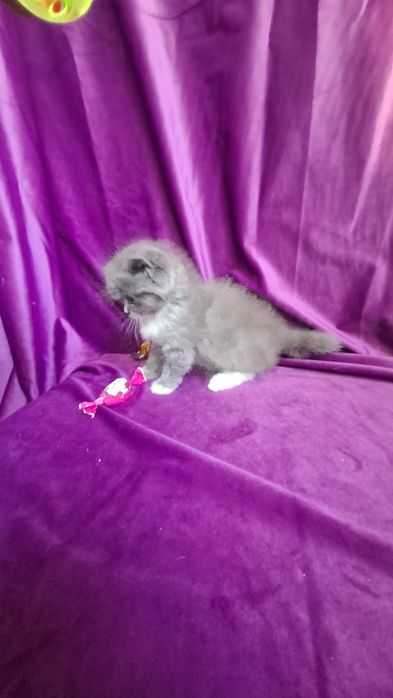Котенок шотландская голубая