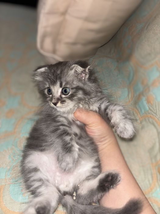 Шотладская кошка