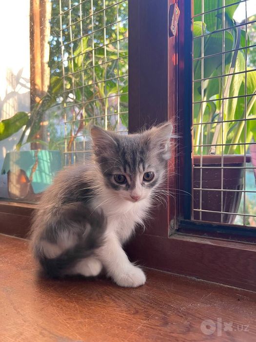 Продаются котята