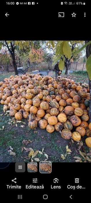 Ulei de dovleac  presat la  rece  .