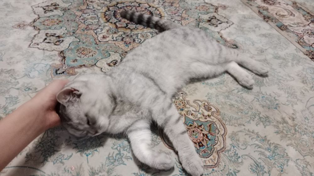 Шотланский мушук