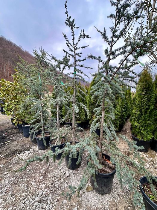 Gard Viu și Plante Solitare – Intimitate și Eleganță în Curtea Ta