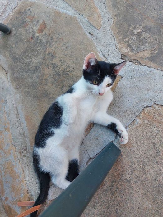 Подарявам котенца