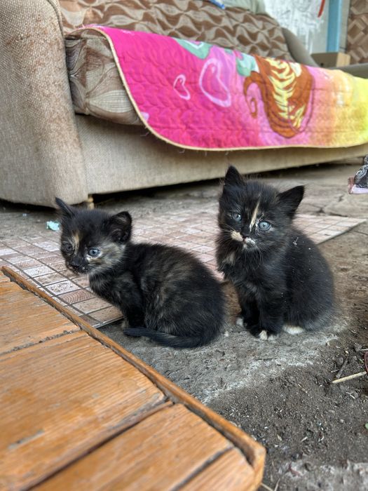 Котята мышеловки для частного дома (девочки)