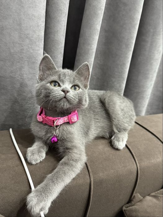 Кошка в добрые руки