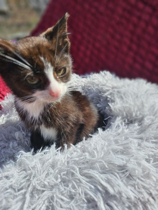 Котёнок мальчик.