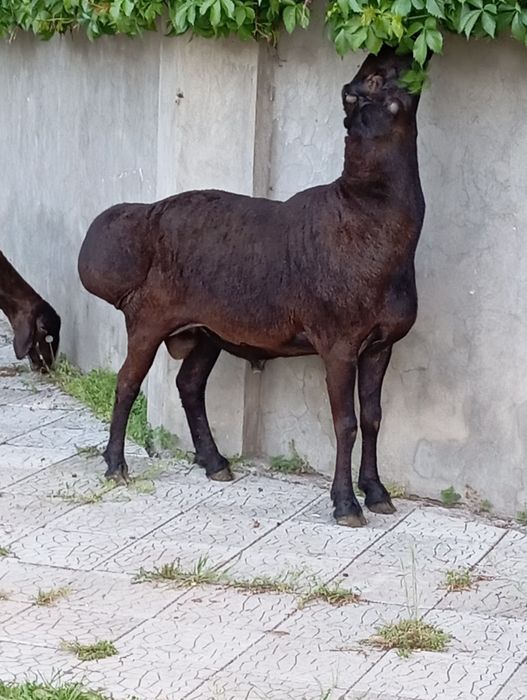 Хусори кучкор сотилади