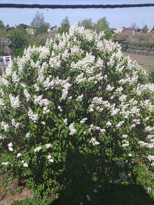 Сирень саженцы,разные размеры.