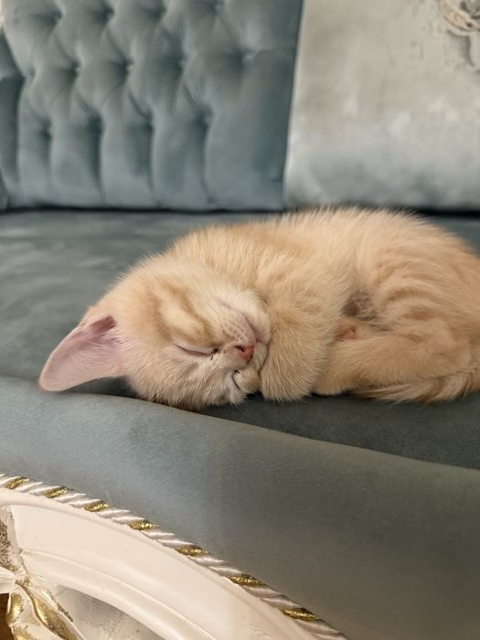 Котенок метис шотландец