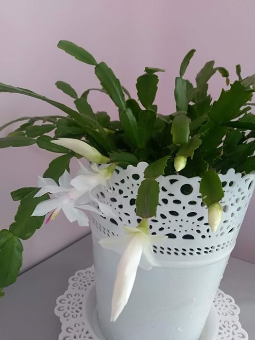 Продам микс "декабристов", 6 разных