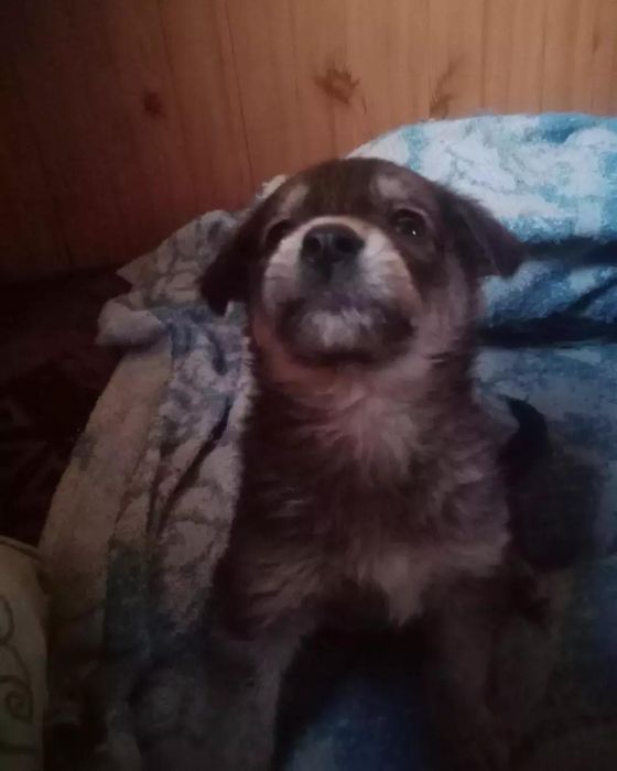 Отдадим щенков в добрые руки