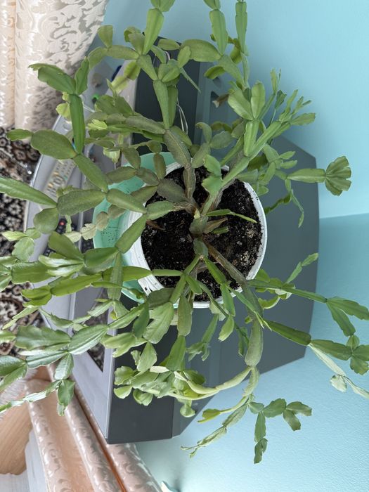 Алое вера лечебное, декабристка