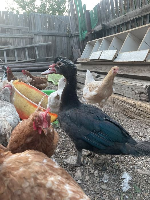 Продам индоуток.
