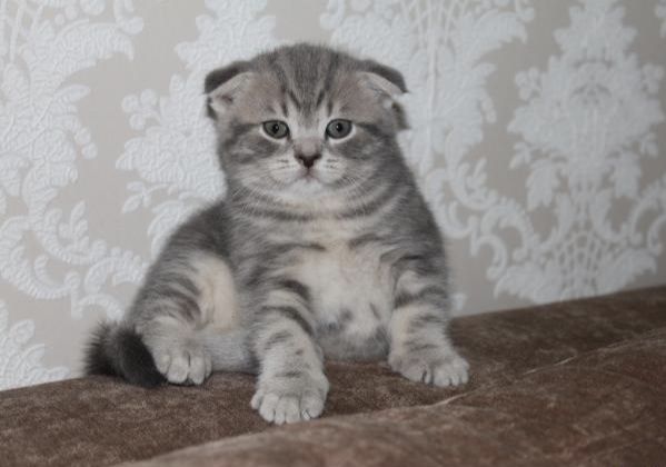 Вислоухие Шотландские котята