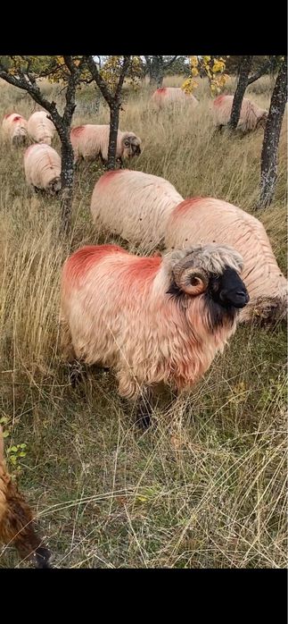 Vand sau schimb berbeci bucalai