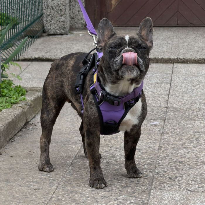 Brown/black Merle женски френски булдог