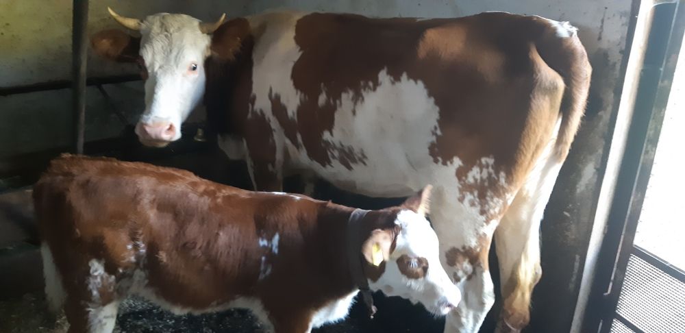Vand juninca baltata romaneasca la prima fatare cu vitea de 2 luni