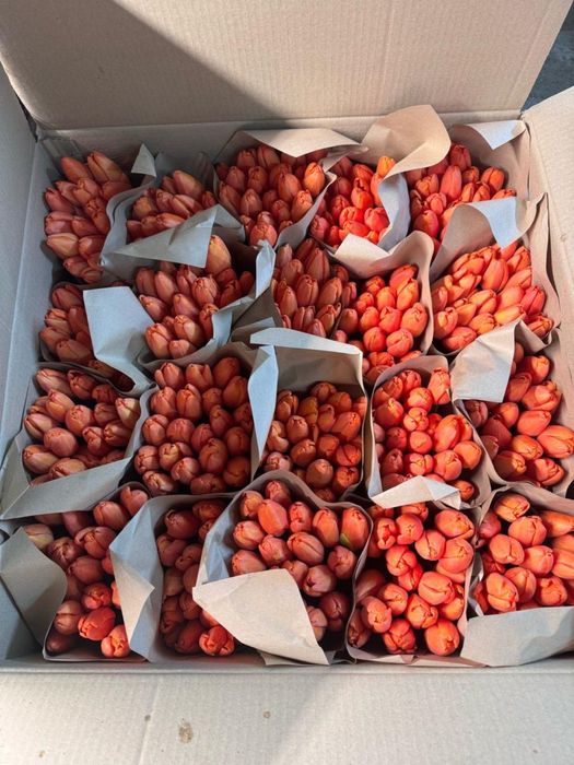 Тюльпан оптом Беларусь премиум