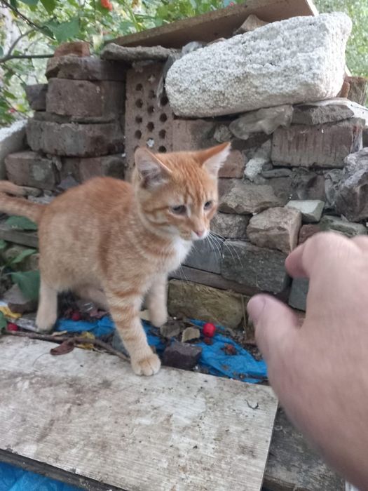 Отдам котенка в добрые руки