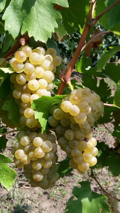 Strugur de vin fetească neagră livram la domiciliu