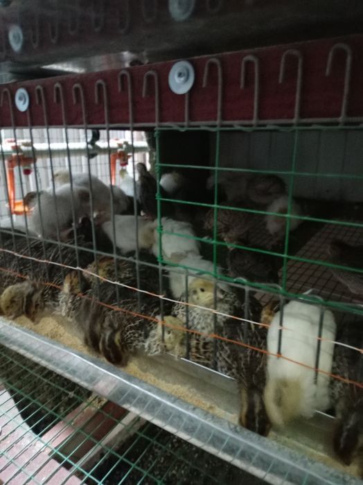 БЕДАНА жужалари гигант.