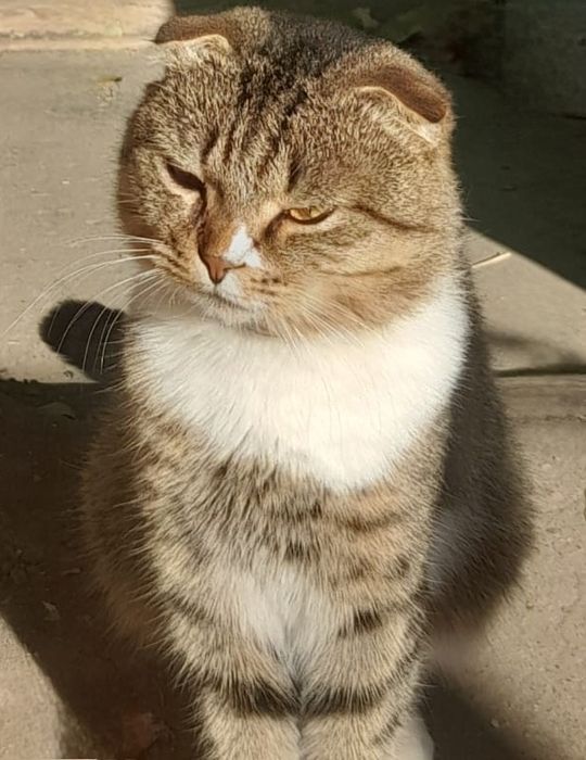 Вязка,скоттиш фолд