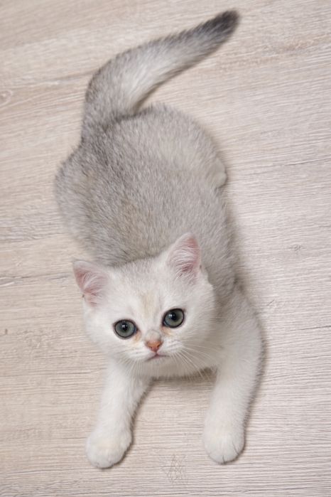 Продам британских котят